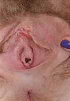 Apricot Pitts in young and hairy, Apricot Pitts (apr024) ATK Natural & Hairy: Apricot Pitts (Apricot Pitts in young and hairy)