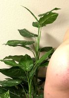Jasmine in latinas, Jasmine (jas019) ATK Exotics: Jasmine (Jasmine in latinas)