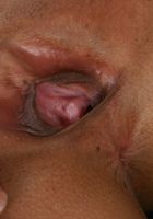 Yanikcia in latinas, Yanikcia (yan005) ATK Exotics: Yanikcia (Yanikcia in latinas)